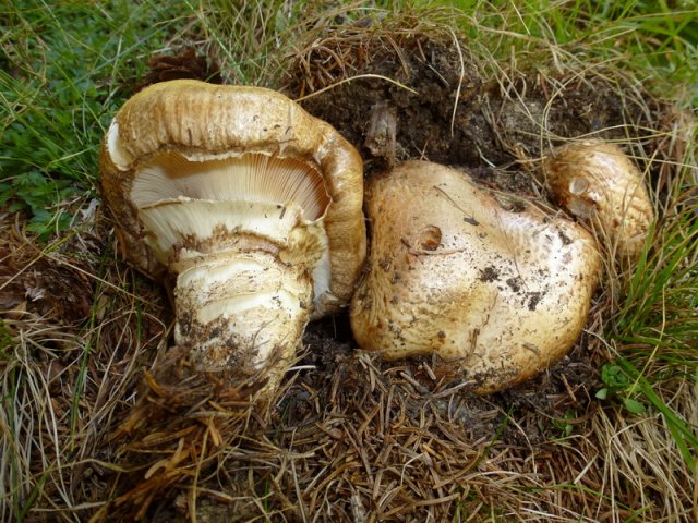 Catathelasma imperiale, Doppelring-Trichterling